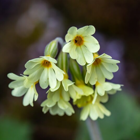 Aconitium lycoctonum