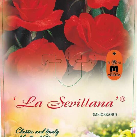 Rosa 'La Sevillana'® (= 'meigekanusar'®)