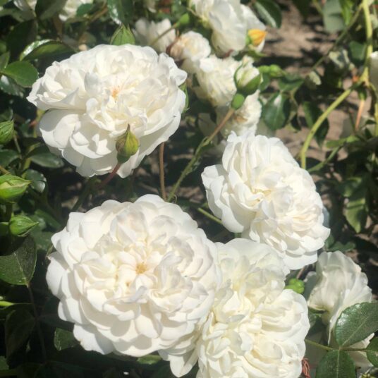 Rosa 'Swany'® (= 'meiburenac'®)