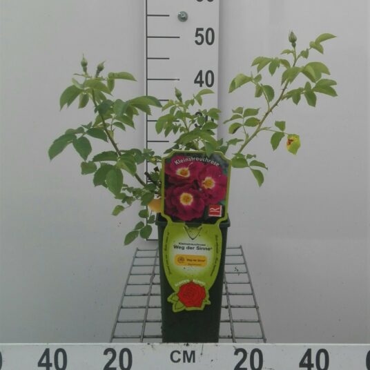 Rosa 'Weg der Sinne'® adr®