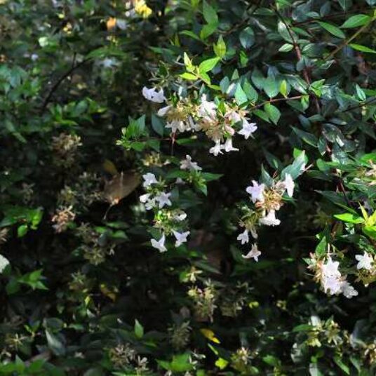 Abelia grand. 'Francis Mason' (= 'variegata')