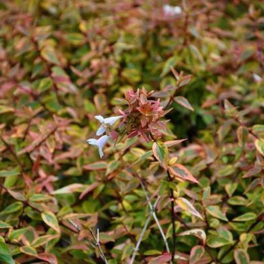 Abelia grand. 'Kaleidoscope'®