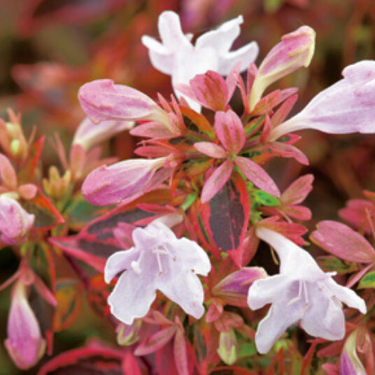 Abelia grand. 'Sunshine Daydream'®