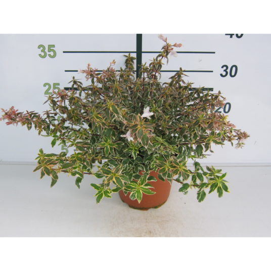 Abelia grand. 'Sparkling Silver'