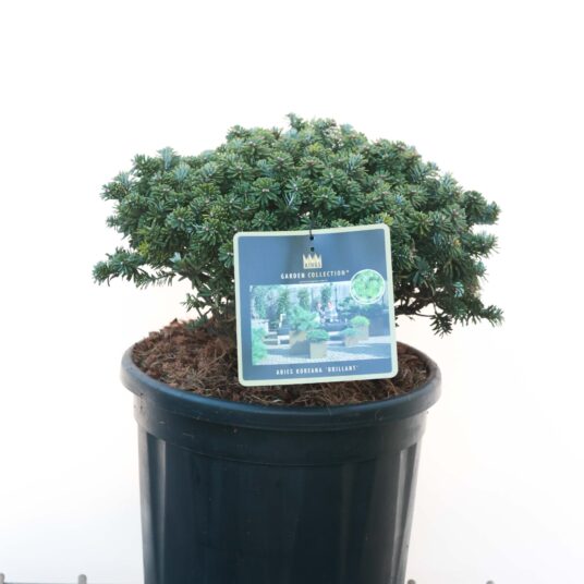 Abies kor. 'Brilliant'