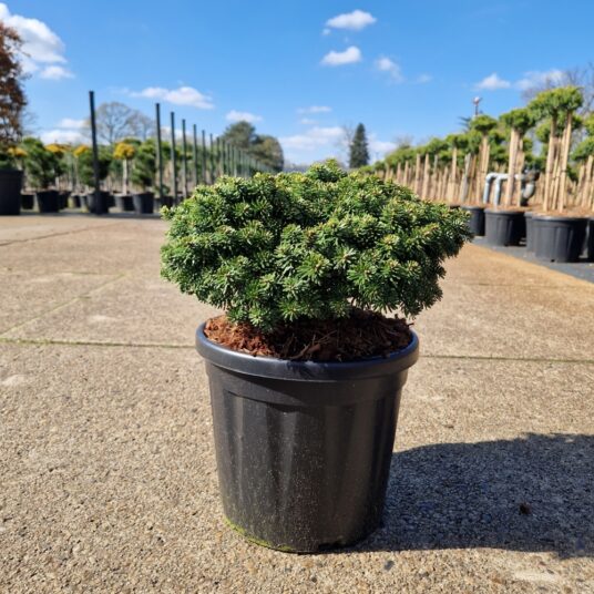 Abies kor. 'Brilliant'