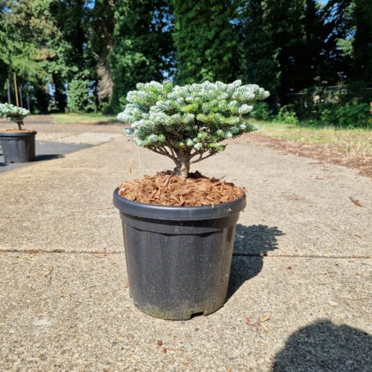 Abies kor. 'Kohout's Icebreaker'®