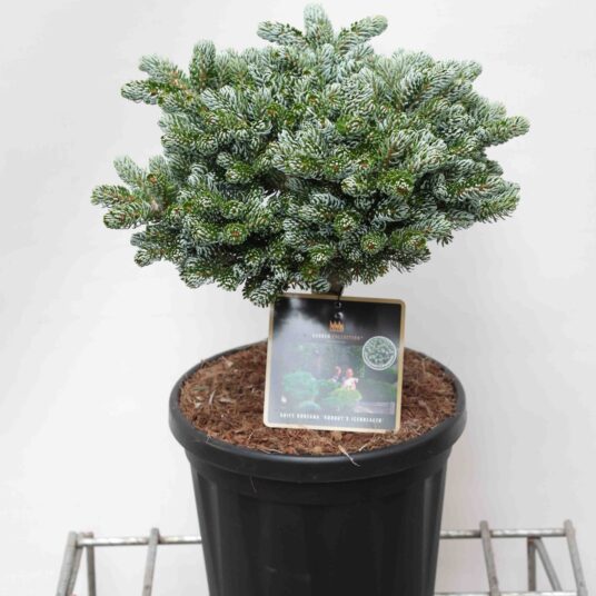 Abies kor. 'Kohout's Icebreaker'®