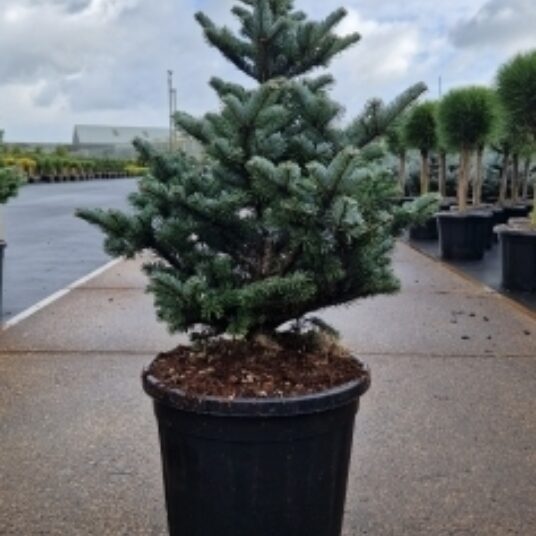 Abies kor. 'Tordis'