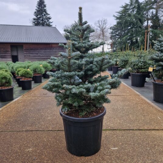 Abies kor. 'Tordis'