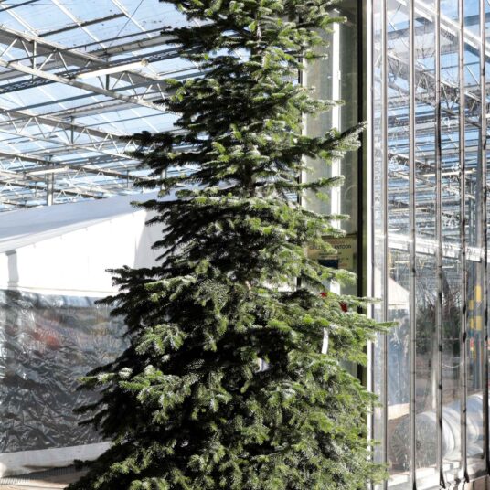 Abies nordm. 'Ambrolauri'