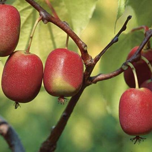 Actinidia arguta 'Ken's Red' (vrl)