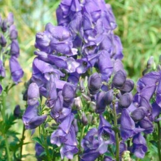 Aconitum carm. 'Arendsii'