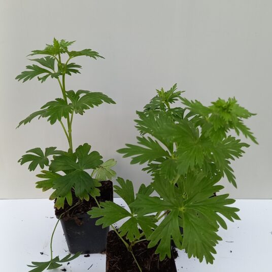 Aconitum cammarum 'Bicolor'