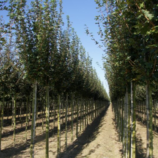 Acer camp. 'Fastigiatum'