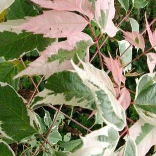 Acer neg. 'Flamingo'