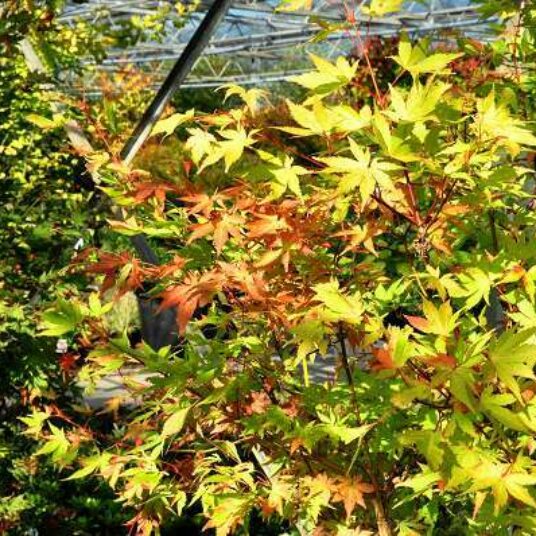 Acer palm. 'Summer Gold'