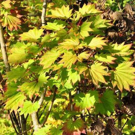 Acer shir. 'Aureum' (=jap. 'aureum')