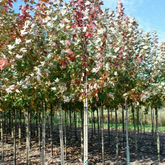 Acer freem. 'Autumn Blaze' (= 'jeffersred')