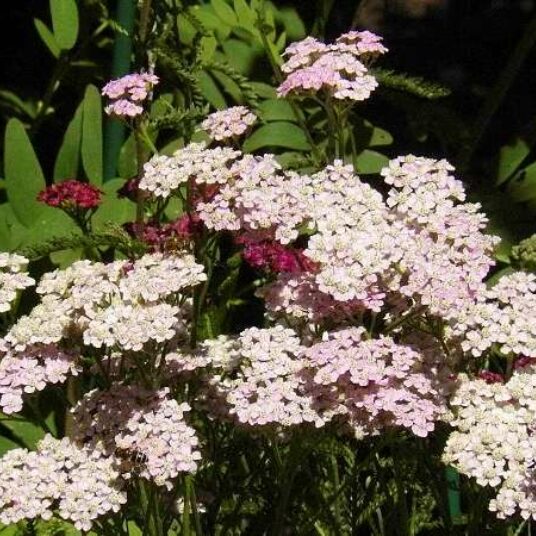 Achillea mil. 'Cerise Queen'