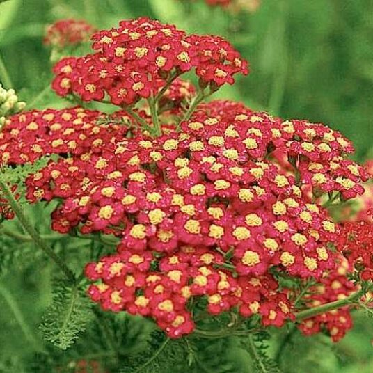 Achillea mil. 'Paprika'
