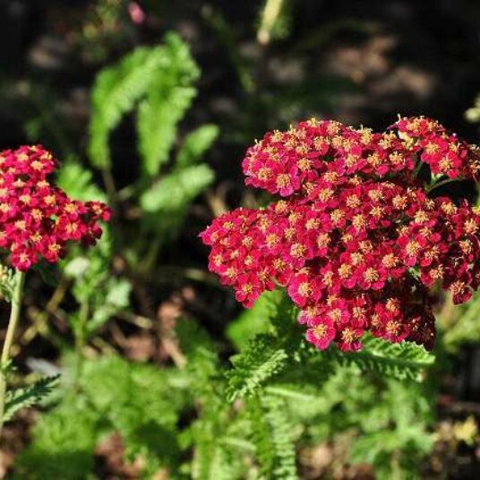Achillea mil. 'Red Velvet'