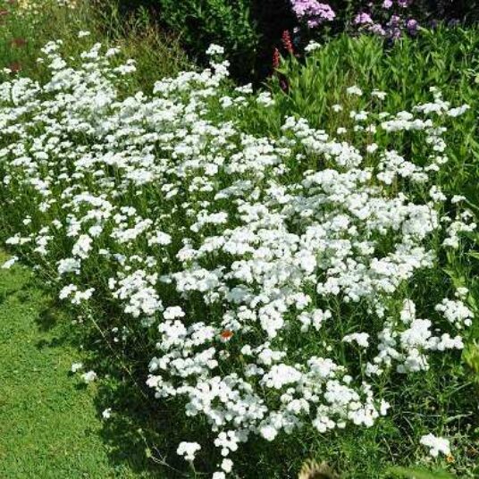 Achillea ptarm. 'The Pearl'