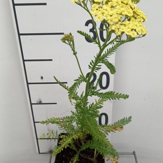 Achillea mil. 'Sunny Seduction'