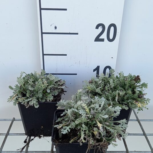 Achillea kolbiana