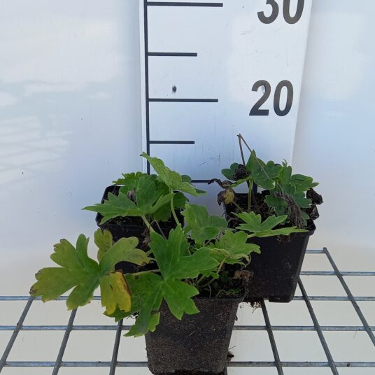 Aconitum lamarckii