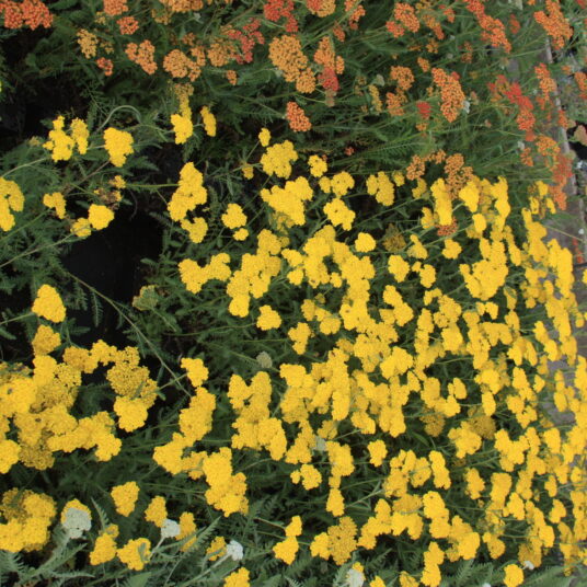 Achillea hybr. 'Little Moonshine'