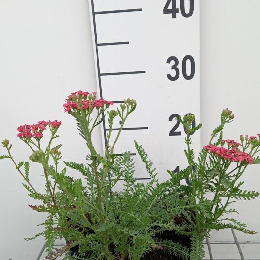 Achillea mil. 'Apricot delight'