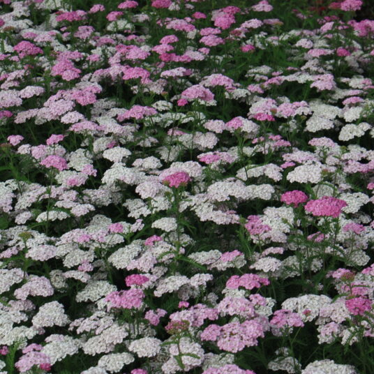 Achillea mil. 'Apfelblüte'