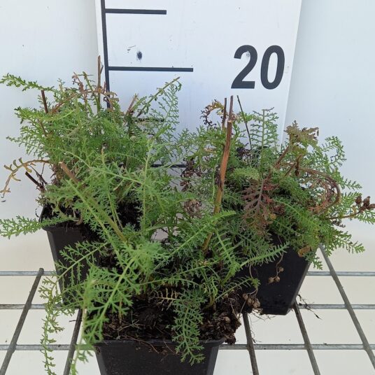 Achillea mil. 'Christel'