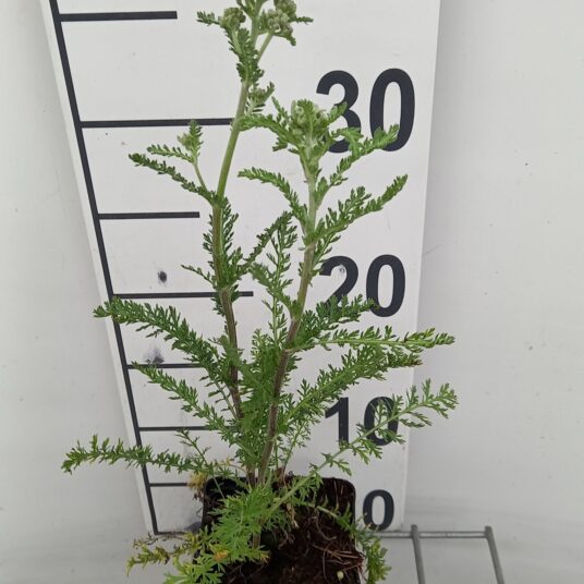 Achillea mil. 'Excel'