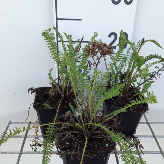 Achillea mil. 'Hella Glashoff'