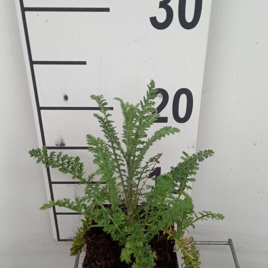 Achillea mil. 'Heinrich Vogeler'
