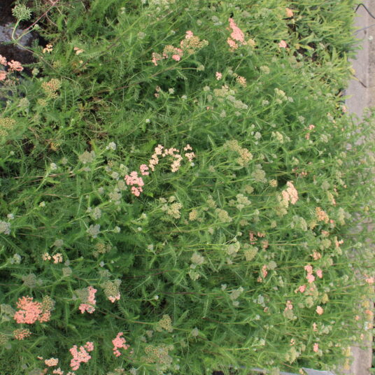 Achillea mil. 'Lachsschönheit' (= 'salmon beauty')