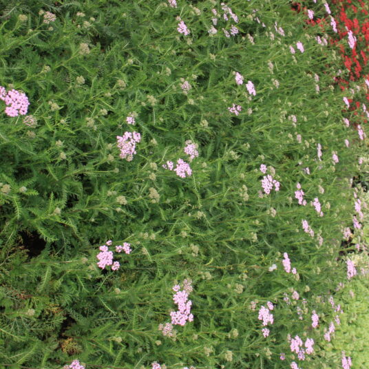 Achillea mil. 'Lilac Beauty'