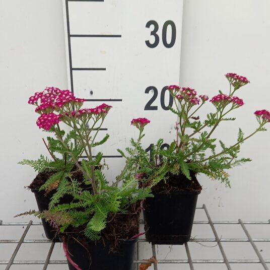 Achillea mil. 'New Vintage Violet'