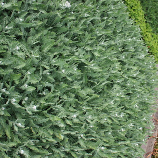 Achillea hybr. 'Moonshine'