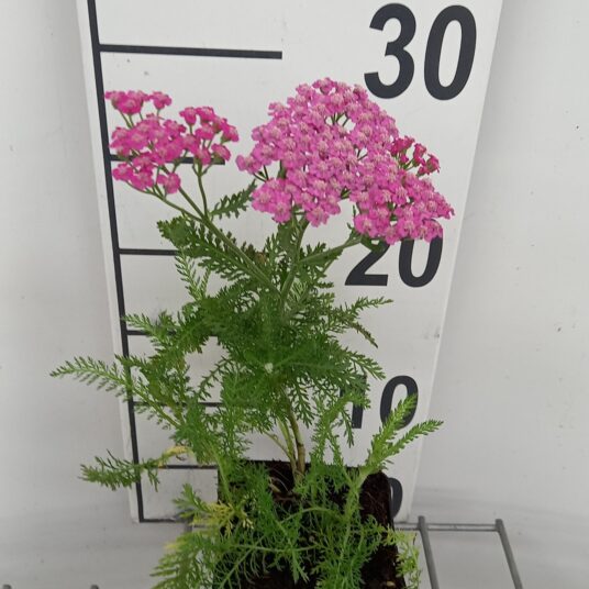 Achillea mil. 'Pink Grapefruit'