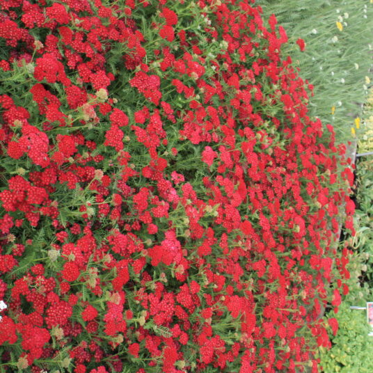 Achillea mil. 'Pomegranate'