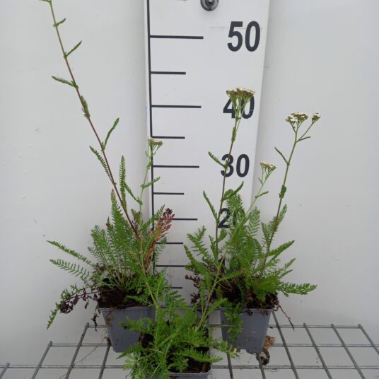 Achillea mil. 'Proa'