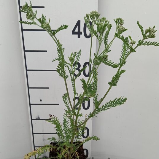 Achillea mil. 'Red Beauty'