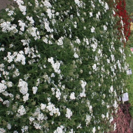 Achillea mil. 'Schneetaler'