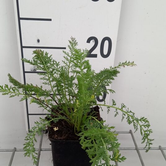 Achillea mil. 'Summer Pastels'