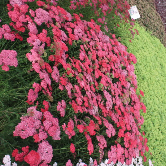 Achillea mil. 'Saucy Seduction'®
