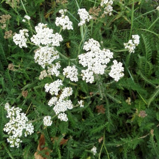 Achillea mil. 'White Beauty'