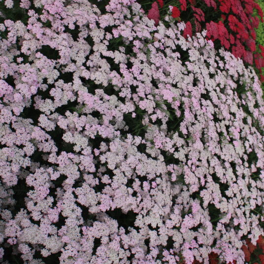 Achillea mil. 'Wonderful Wampee'